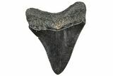 Serrated, Juvenile Megalodon Tooth - South Carolina #328743-1